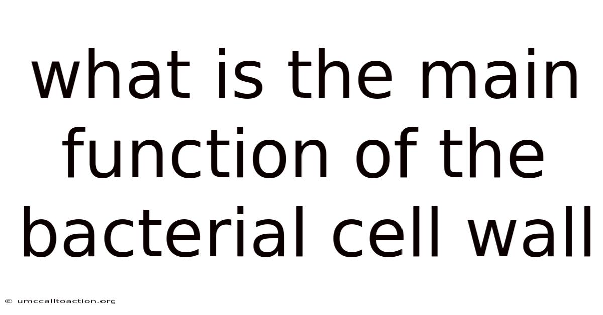 What Is The Main Function Of The Bacterial Cell Wall