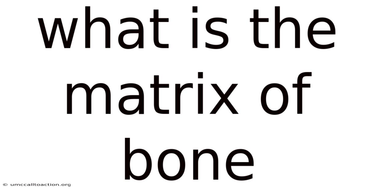 What Is The Matrix Of Bone