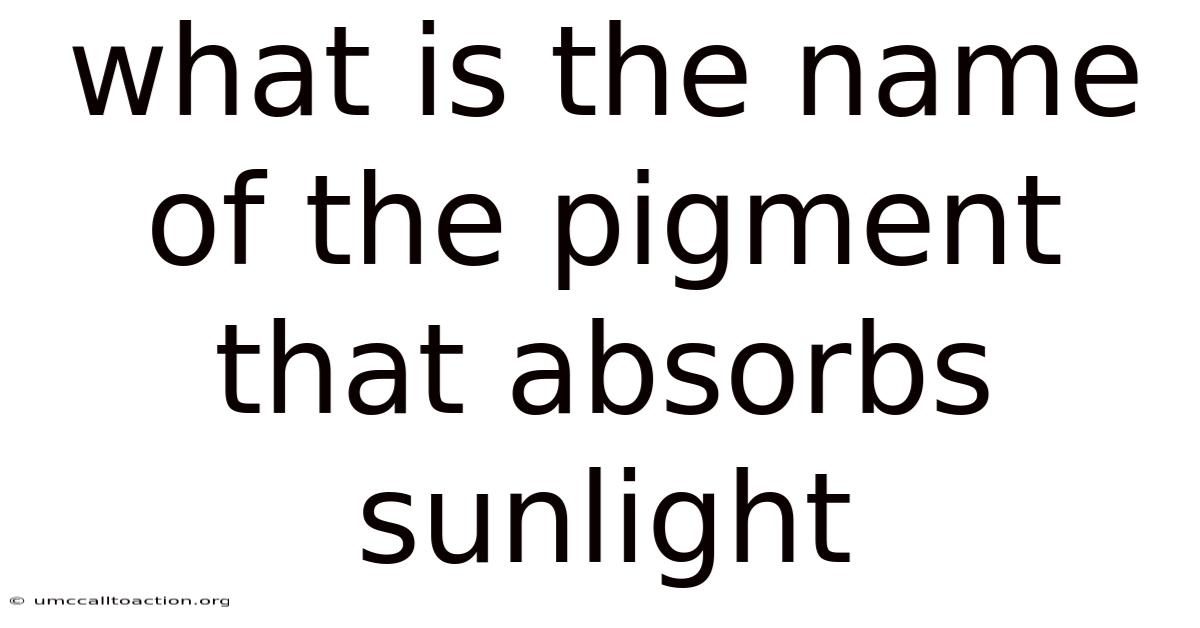 What Is The Name Of The Pigment That Absorbs Sunlight