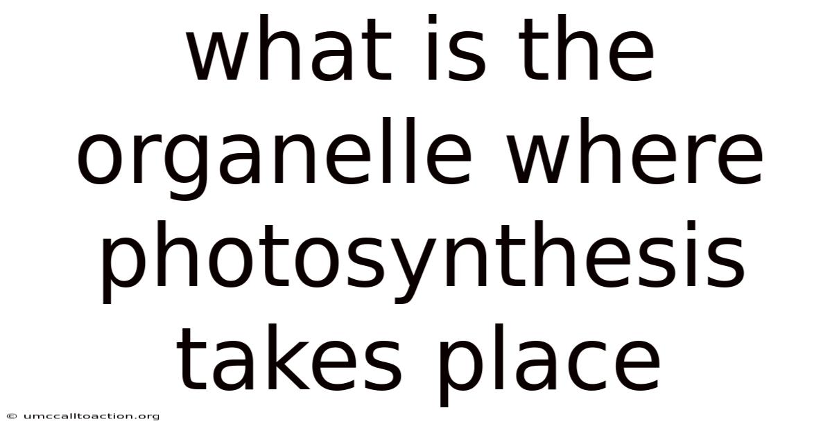 What Is The Organelle Where Photosynthesis Takes Place