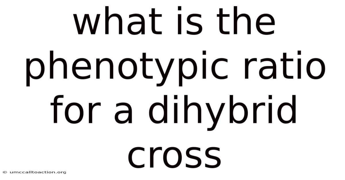 What Is The Phenotypic Ratio For A Dihybrid Cross