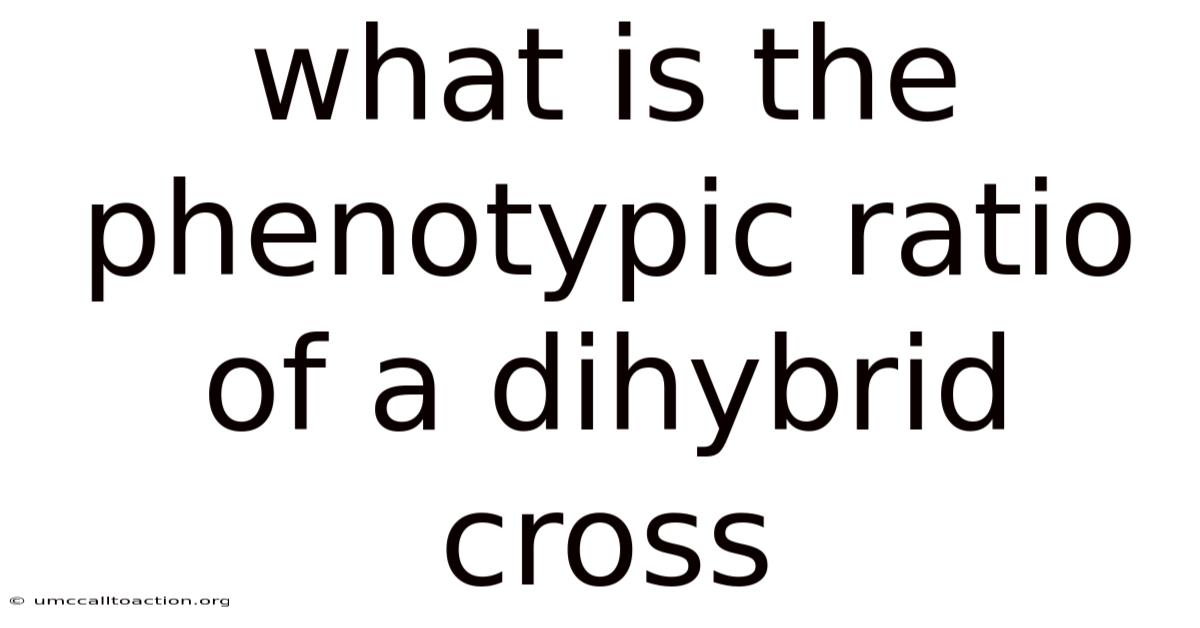 What Is The Phenotypic Ratio Of A Dihybrid Cross