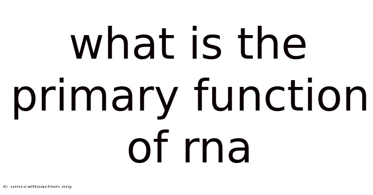 What Is The Primary Function Of Rna