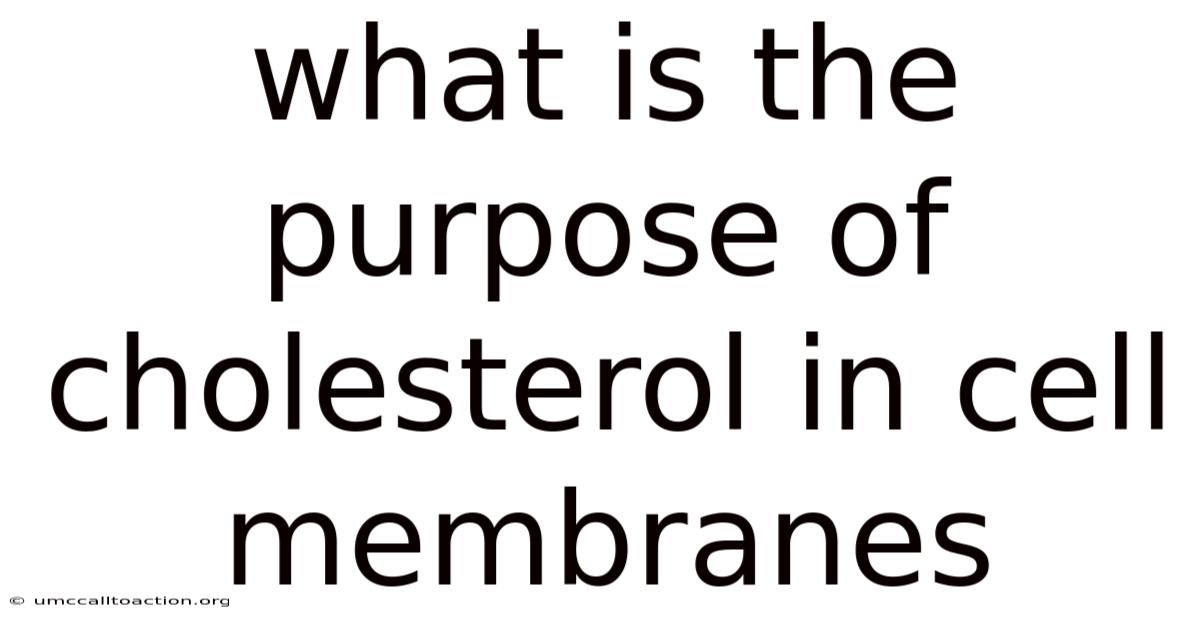 What Is The Purpose Of Cholesterol In Cell Membranes