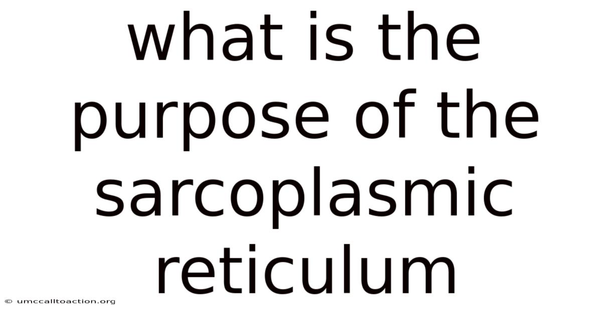 What Is The Purpose Of The Sarcoplasmic Reticulum