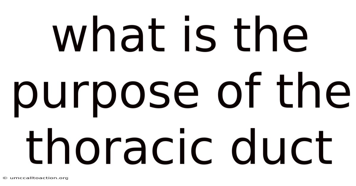 What Is The Purpose Of The Thoracic Duct