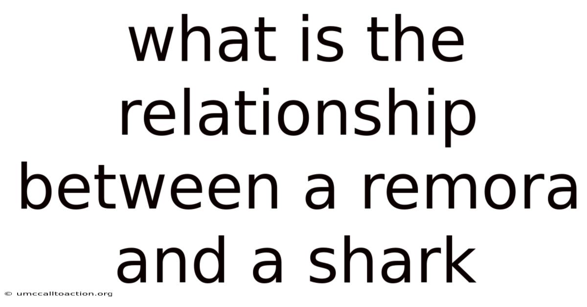 What Is The Relationship Between A Remora And A Shark