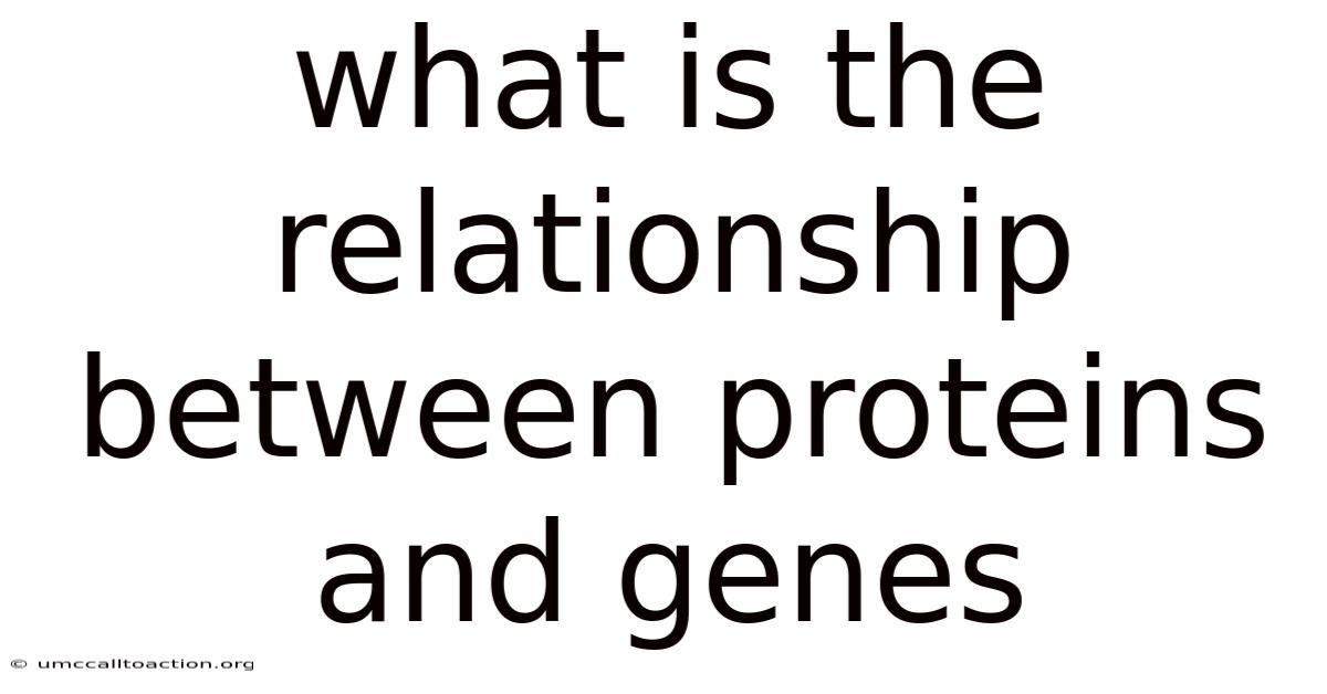 What Is The Relationship Between Proteins And Genes
