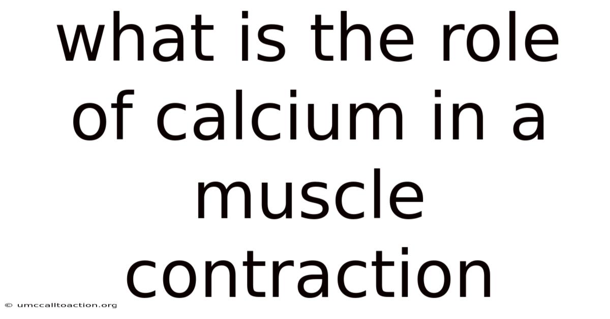 What Is The Role Of Calcium In A Muscle Contraction