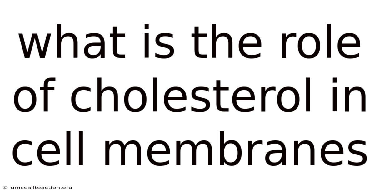 What Is The Role Of Cholesterol In Cell Membranes