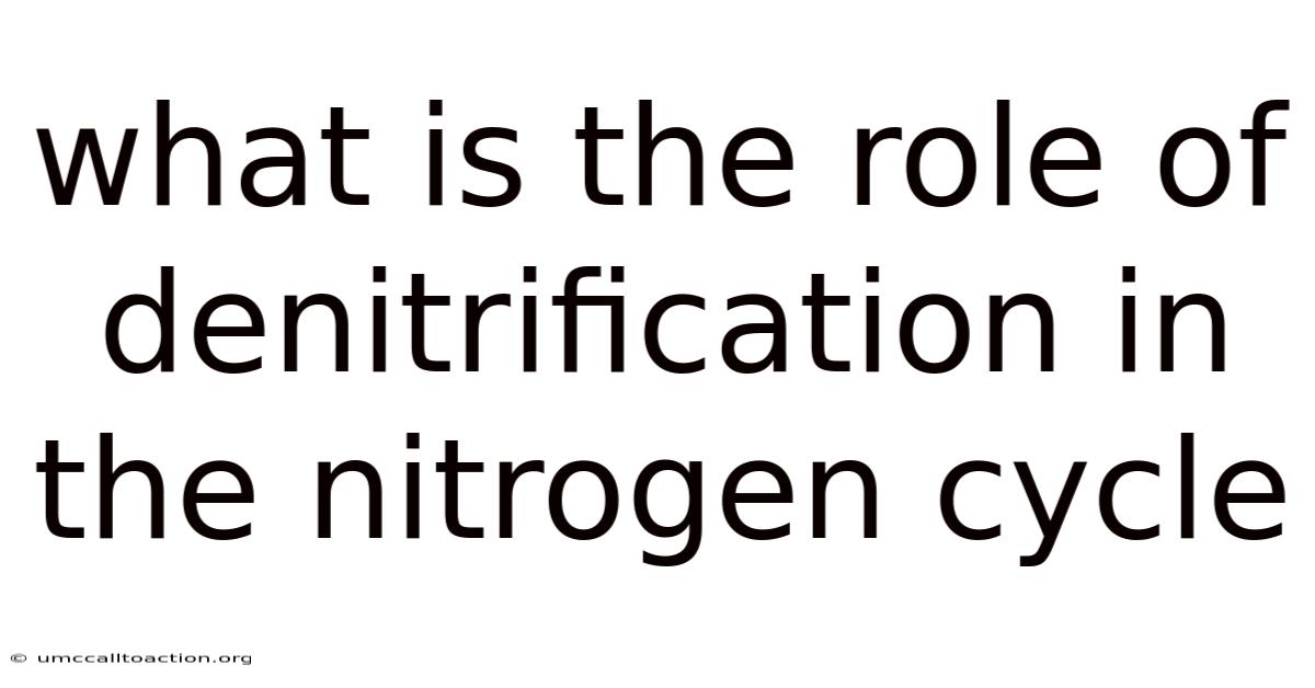 What Is The Role Of Denitrification In The Nitrogen Cycle