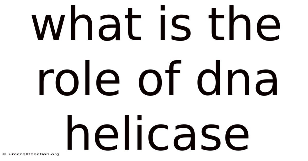 What Is The Role Of Dna Helicase