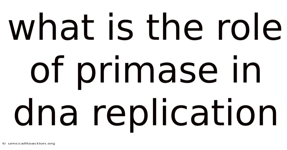 What Is The Role Of Primase In Dna Replication