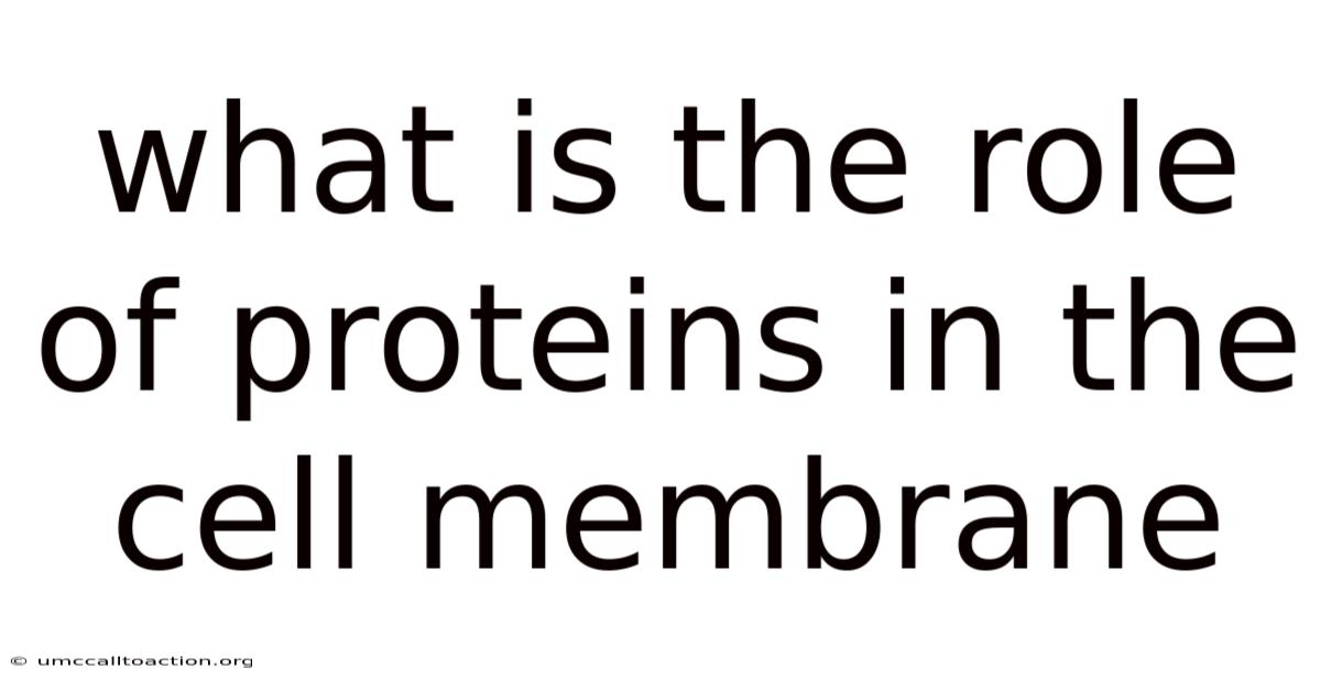 What Is The Role Of Proteins In The Cell Membrane