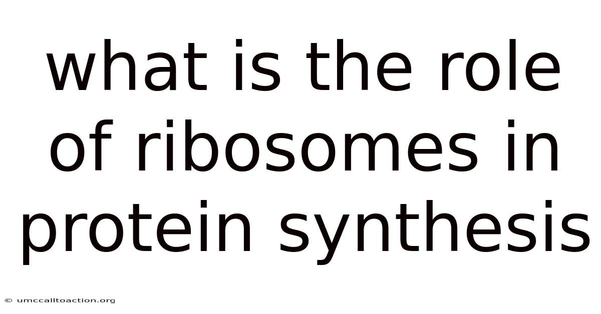 What Is The Role Of Ribosomes In Protein Synthesis