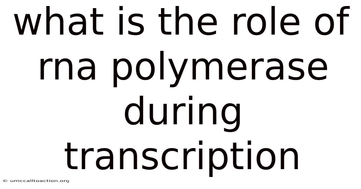 What Is The Role Of Rna Polymerase During Transcription
