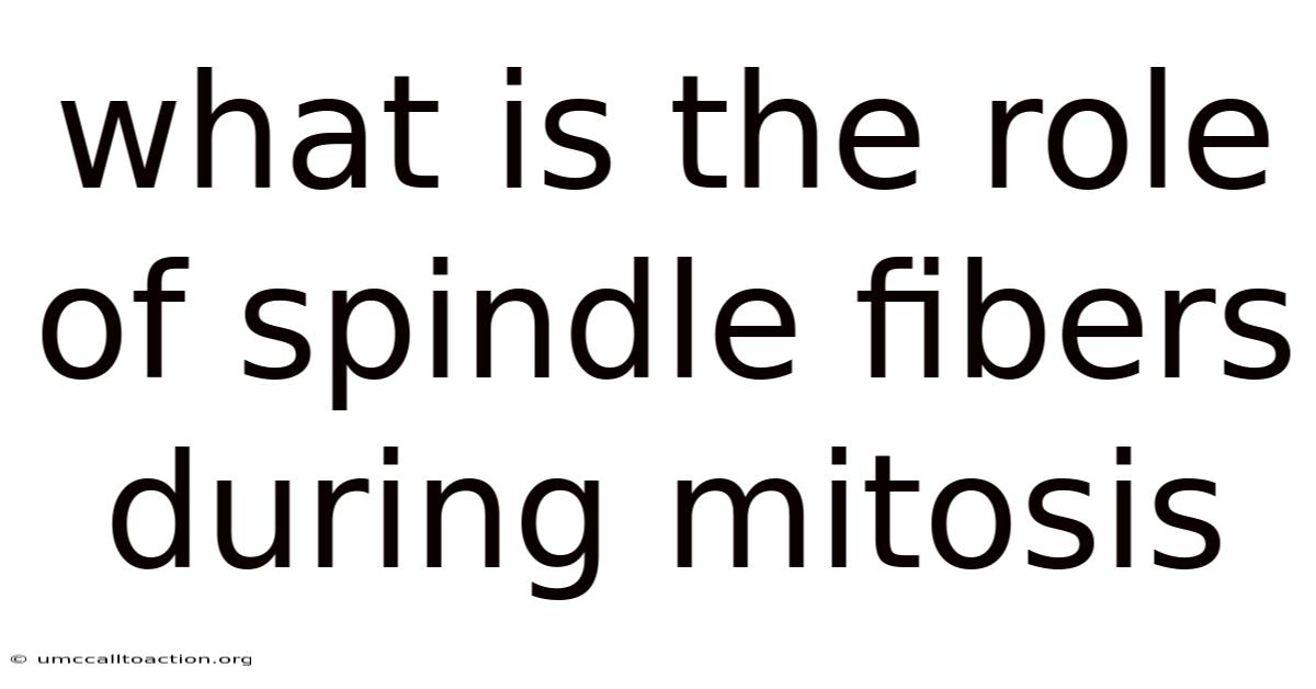 What Is The Role Of Spindle Fibers During Mitosis