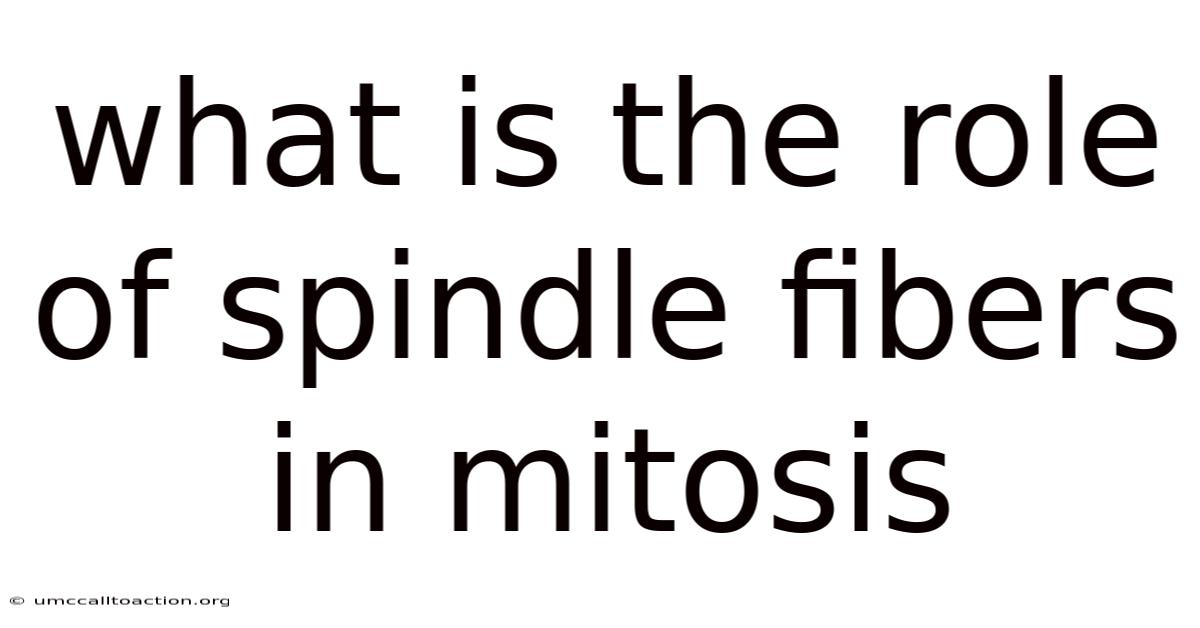 What Is The Role Of Spindle Fibers In Mitosis