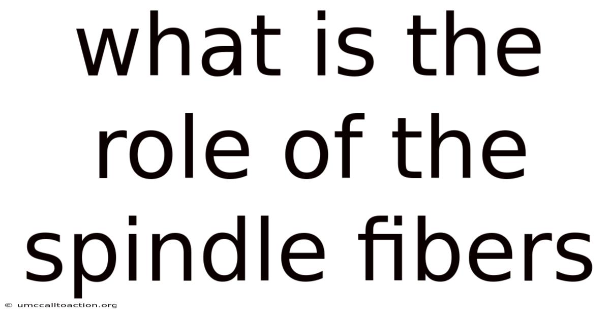 What Is The Role Of The Spindle Fibers