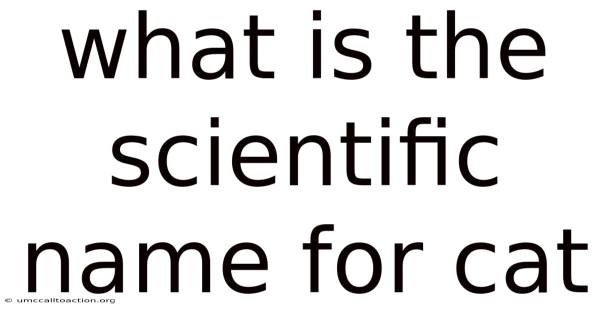 What Is The Scientific Name For Cat