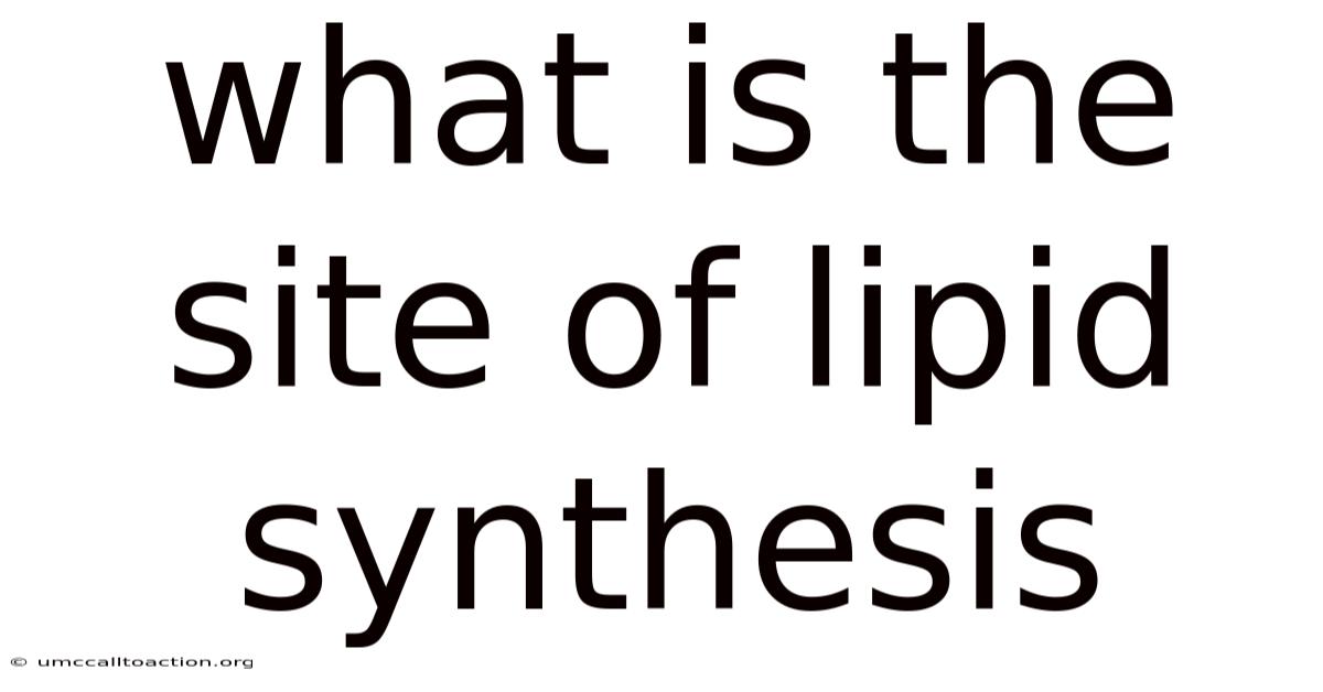 What Is The Site Of Lipid Synthesis