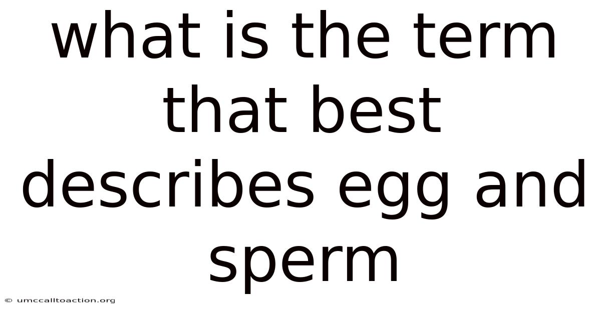 What Is The Term That Best Describes Egg And Sperm