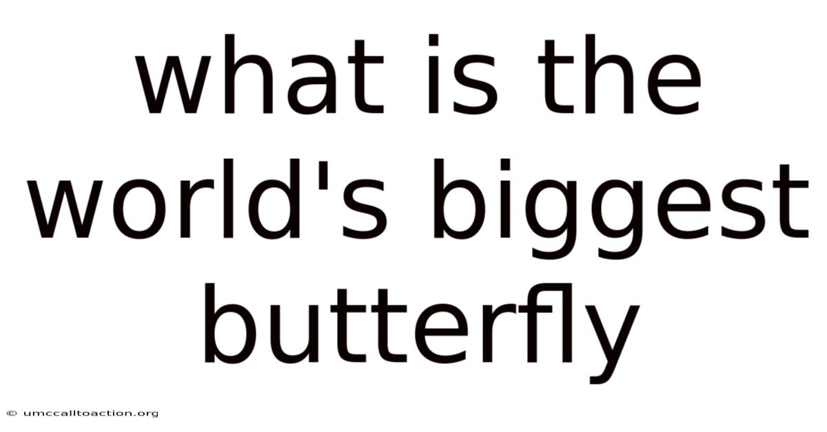 What Is The World's Biggest Butterfly