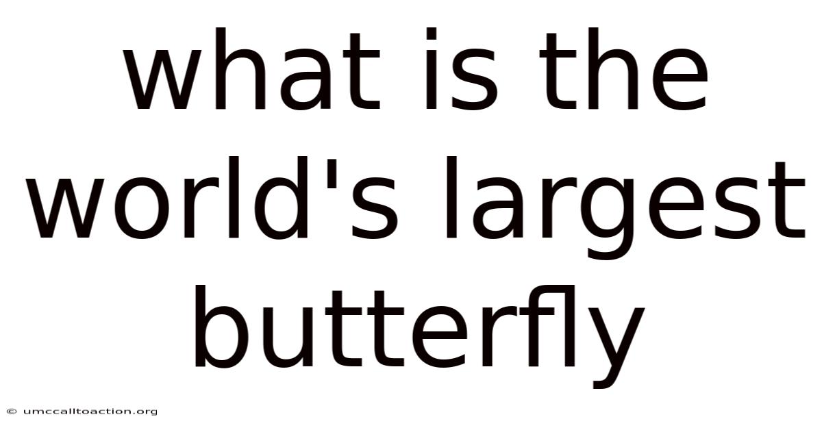 What Is The World's Largest Butterfly