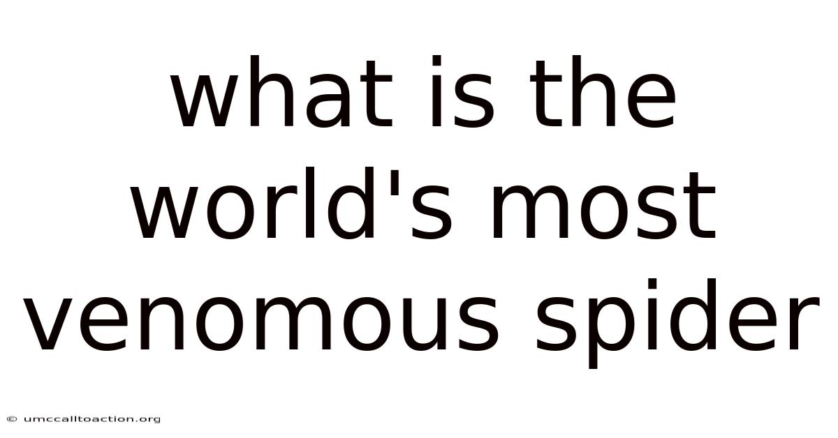 What Is The World's Most Venomous Spider