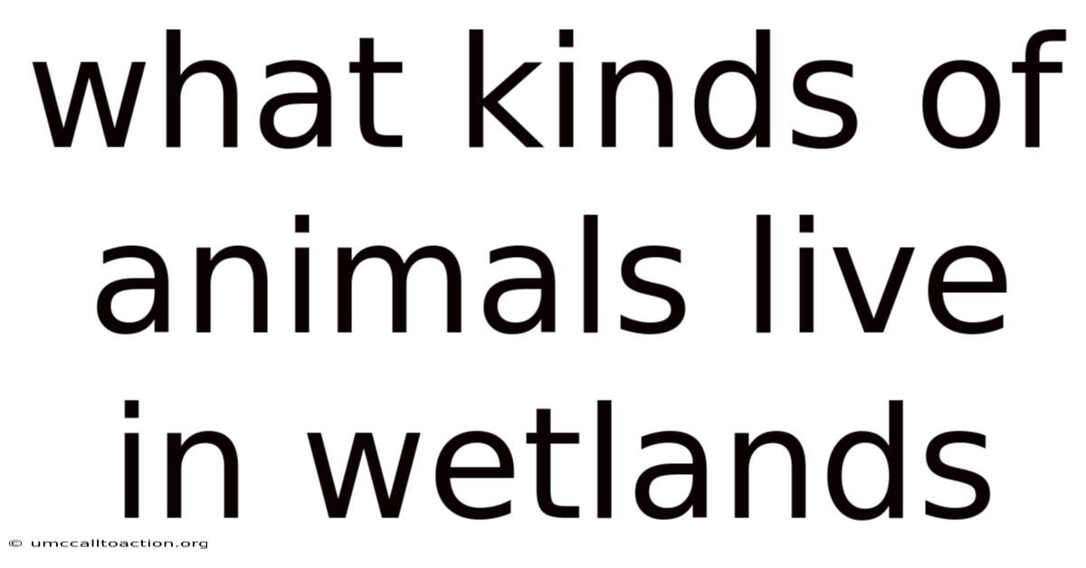 What Kinds Of Animals Live In Wetlands