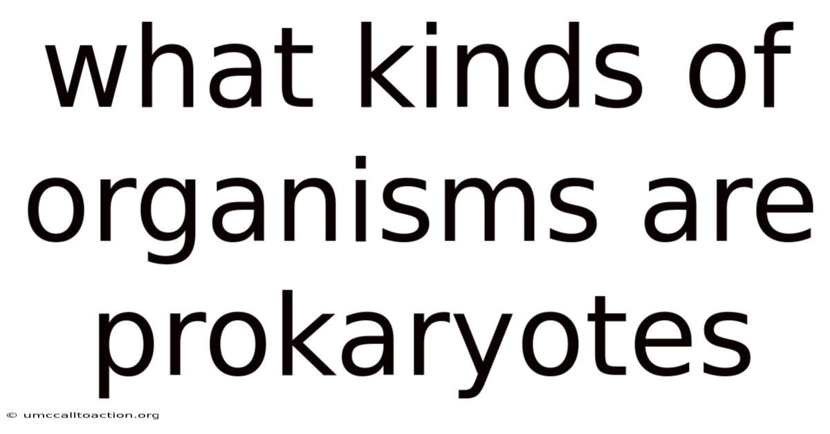 What Kinds Of Organisms Are Prokaryotes