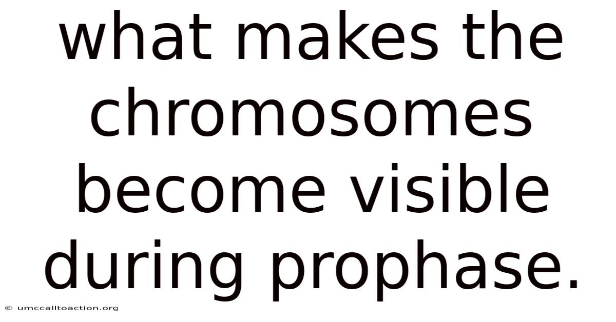 What Makes The Chromosomes Become Visible During Prophase.