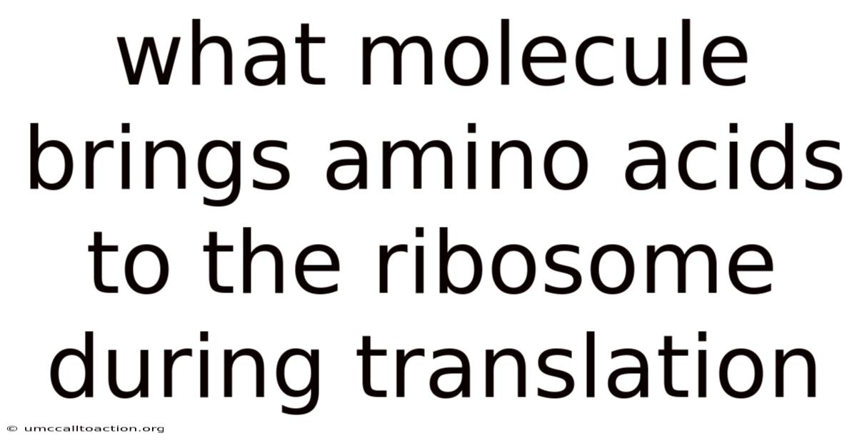 What Molecule Brings Amino Acids To The Ribosome During Translation