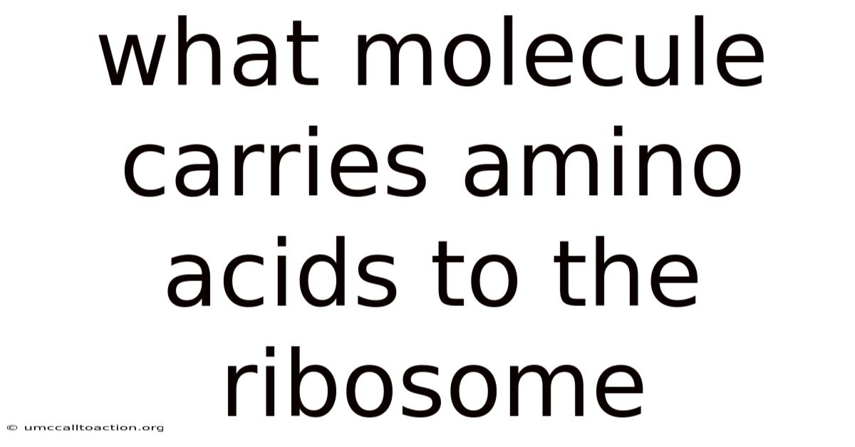 What Molecule Carries Amino Acids To The Ribosome