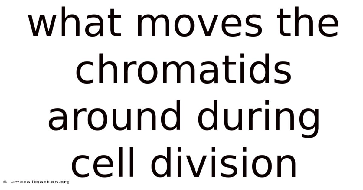 What Moves The Chromatids Around During Cell Division