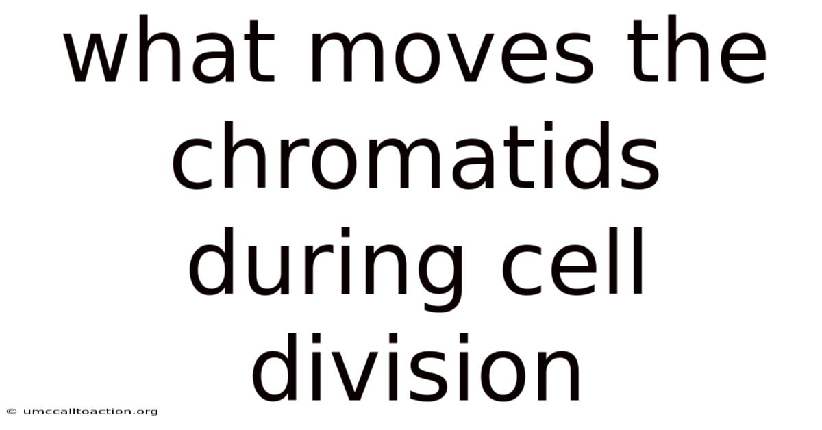What Moves The Chromatids During Cell Division