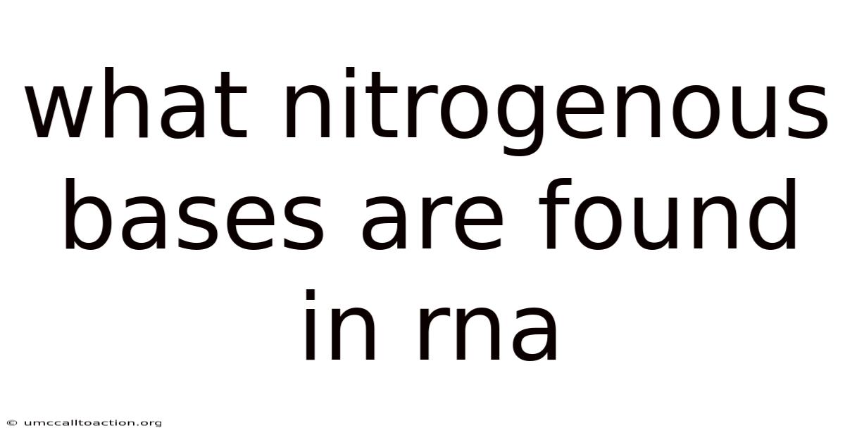 What Nitrogenous Bases Are Found In Rna