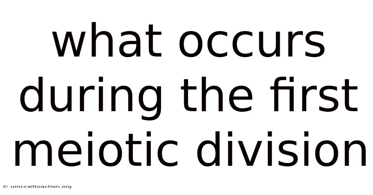 What Occurs During The First Meiotic Division