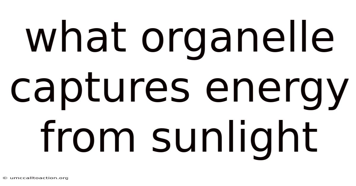 What Organelle Captures Energy From Sunlight