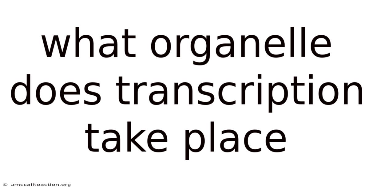 What Organelle Does Transcription Take Place