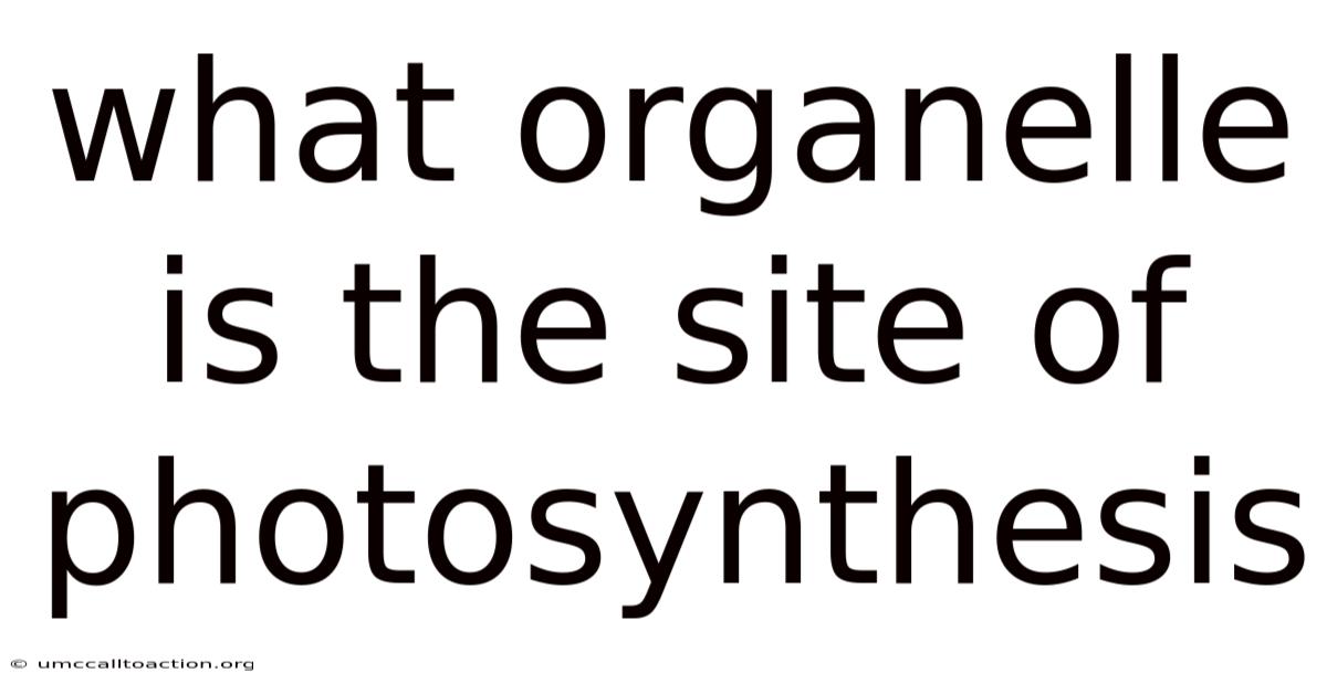 What Organelle Is The Site Of Photosynthesis