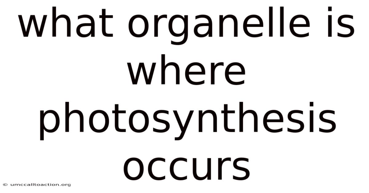 What Organelle Is Where Photosynthesis Occurs