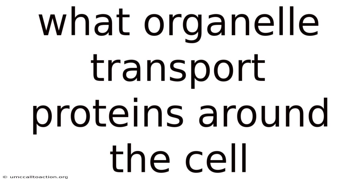 What Organelle Transport Proteins Around The Cell