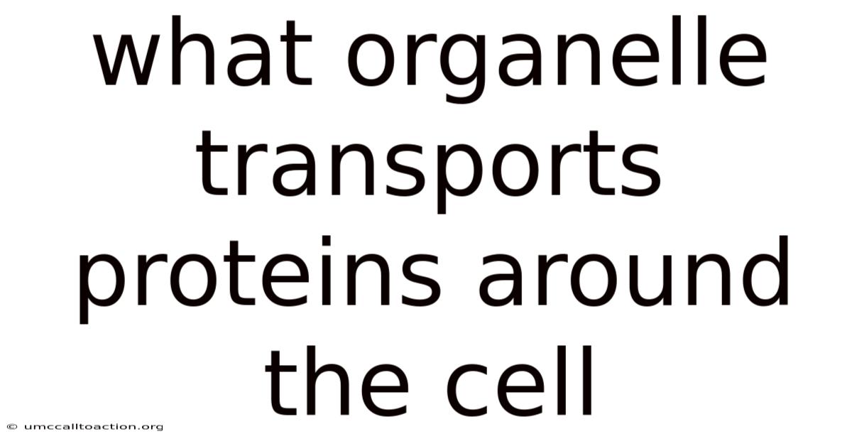 What Organelle Transports Proteins Around The Cell