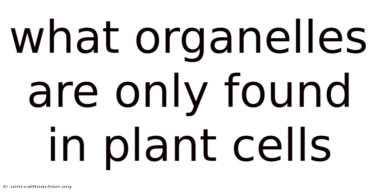 What Organelles Are Only Found In Plant Cells