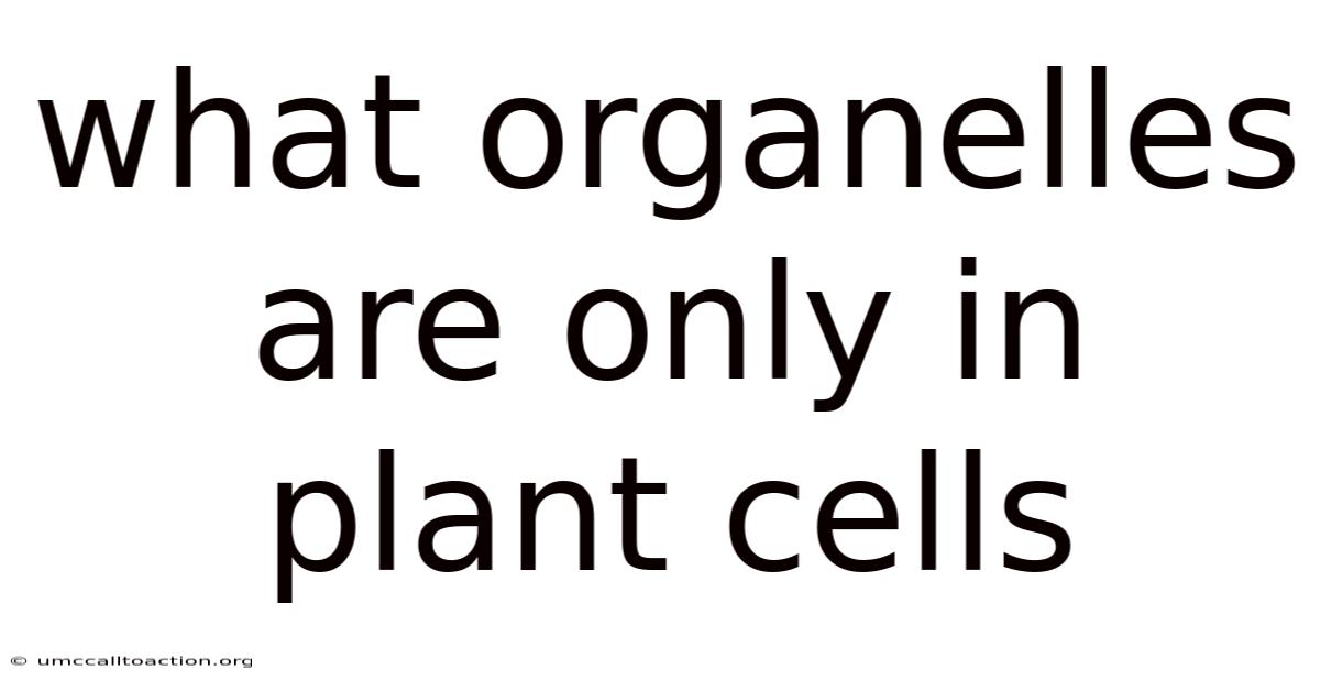 What Organelles Are Only In Plant Cells