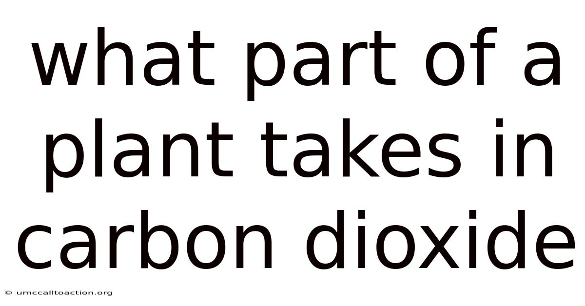 What Part Of A Plant Takes In Carbon Dioxide