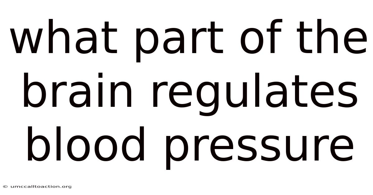 What Part Of The Brain Regulates Blood Pressure