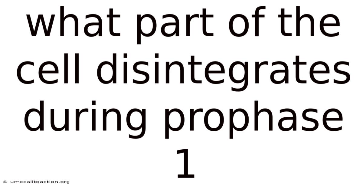 What Part Of The Cell Disintegrates During Prophase 1
