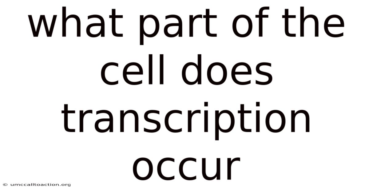 What Part Of The Cell Does Transcription Occur